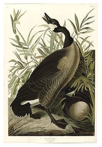 Audubon-prints-Canada-Goose-museum-outlets.jpg