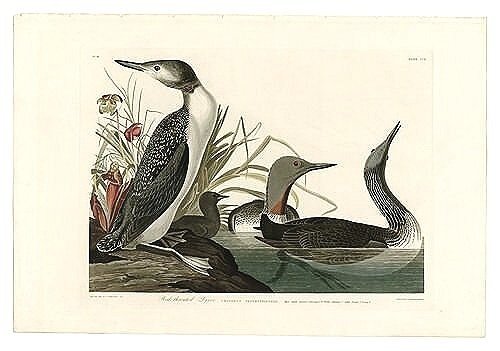 Audubon-prints-Red-Throated-Diver-museum-outlets.jpg