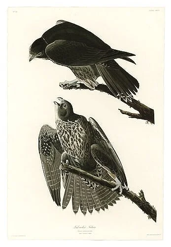 Audubon-prints-Labrador-Falcon-museum-outlets.jpg