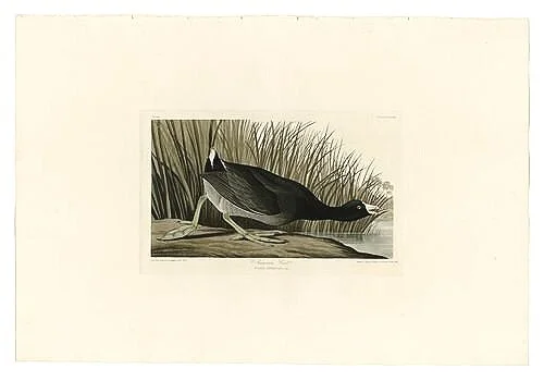 Audubon-prints-American-Coot-museum-outlets.jpg