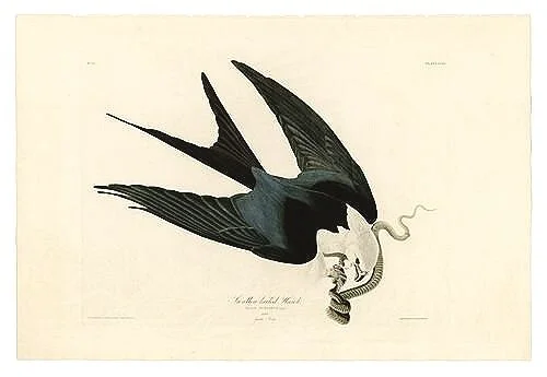 Swallow-tailed-Hawk-audubon-prints-museum-outlets.jpg