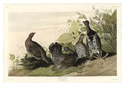 Spotted-Grouse-audubon-prints-museum-outlets.jpg