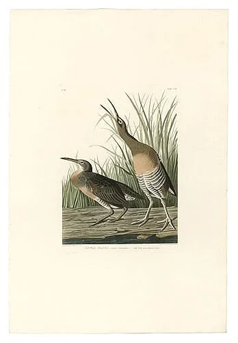Salt-Water-Marsh-Hen-audubon-prints-museum-outlets.jpg