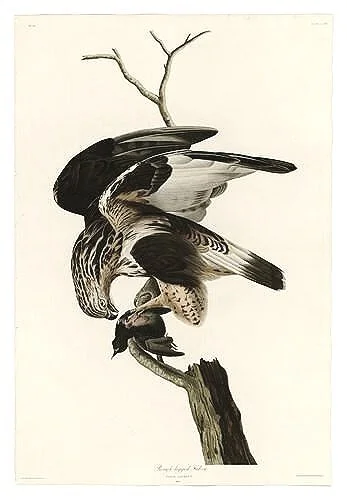 Rough-legged-Falcon-audubon-prints-museum-outlets.jpg