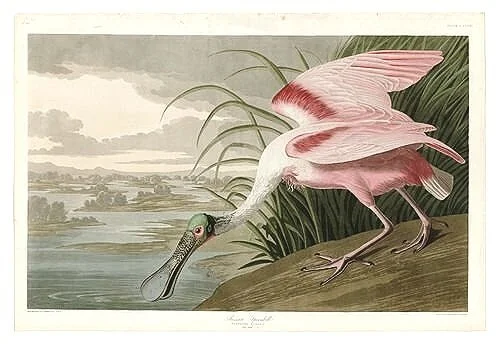 Roseate-Spoonbill-audubon-prints-museum-outlets.jpg
