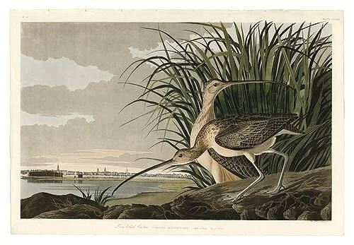 Long-billed-Curlew-audubon-prints-museum-outlets.jpg