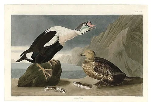 King-Duck-audubon-prints-museum-outlets.jpg