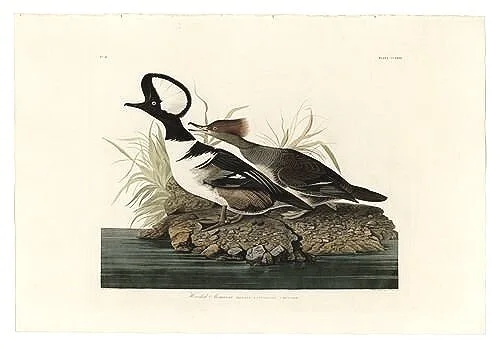 Hooded-Merganser-audubon-prints-museum-outlets.jpg