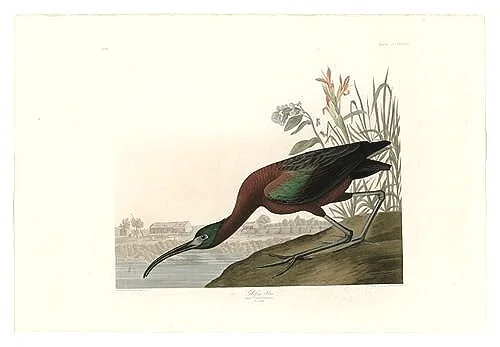 glossy ibis audubon print
