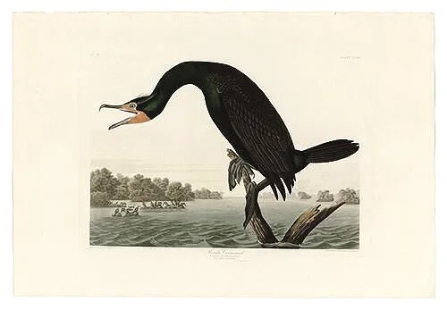 Florida-Cormorant-audubon-prints-museum-outlets.jpg