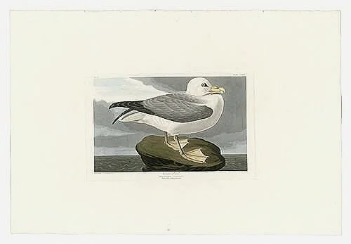 Fulmar-Petrel-audubon-prints-museum-outlets.jpg
