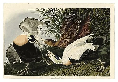 Eider-Duck-audubon-prints-museum-outlets.jpg