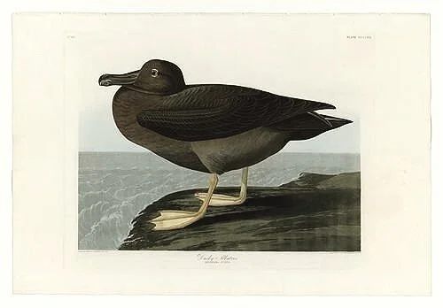 Dusky-Albatros-audubon-prints-museum-outlets.jpg