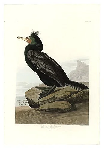 Double-crested-Cormorant-audubon-print-museum-outlets.jpg
