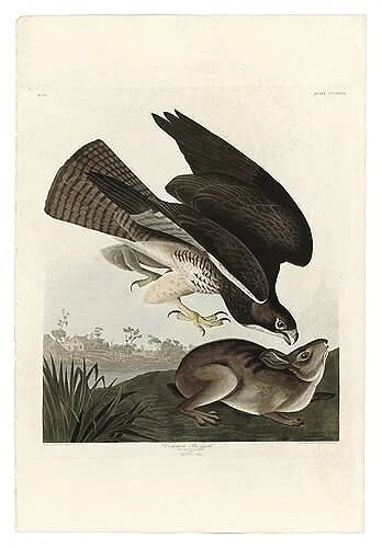 Audubon-Common-Buzzard-audubon-prints-museum-outlets.jpg