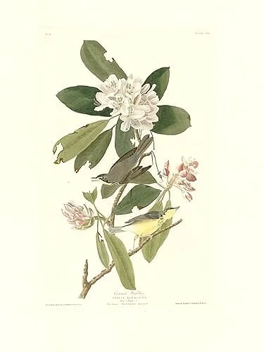 Audubon-prints-Canada-Warbler-museum-outlets.jpg