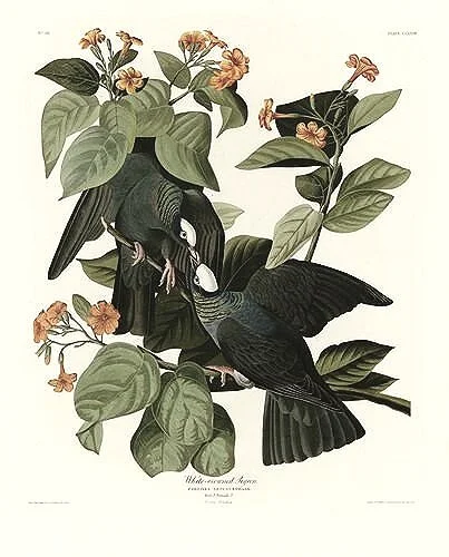 Audubon-prints-White-crowned-Pigeon-museum-outlets.jpg
