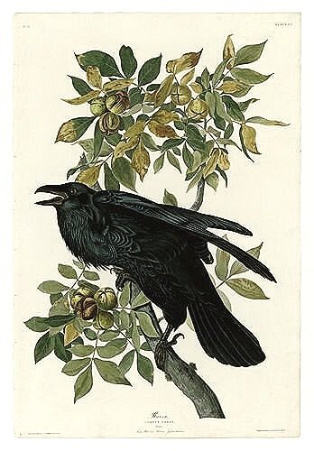 Raven-audubon-prints-museum-outlets.jpg