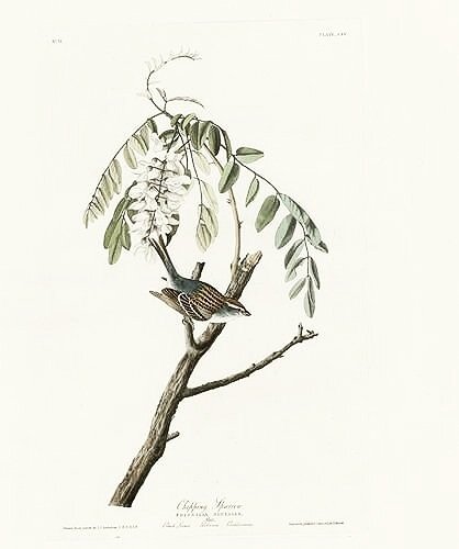 Chipping-Sparrow-audubon-prints-museum-outlets.jpg