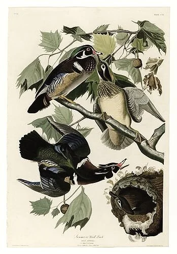 Summer-Duck-audubon-prints-museum-outlets.jpg