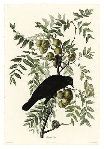 American-Crow-audubon-prints-museum-outlets.jpg