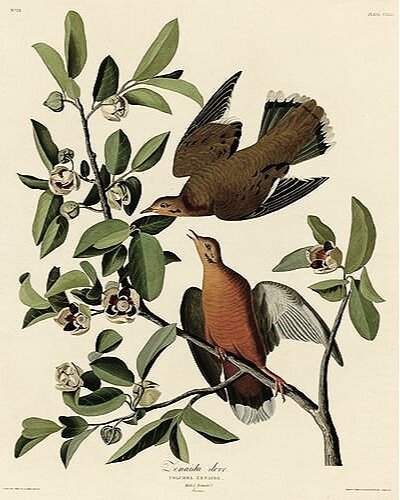 Zenaida-Doves-audubon-prints-museum-outlets.jpg