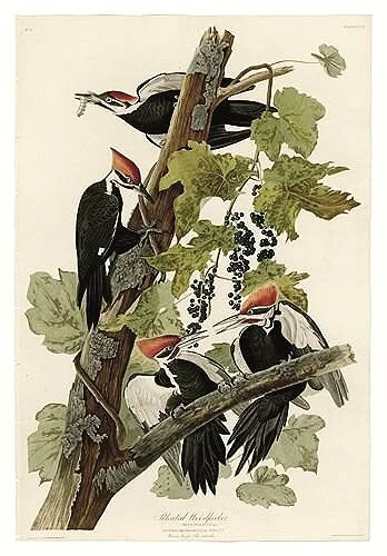 Pileated-Woodpecker-audubon-prints-museum-outlets.jpg