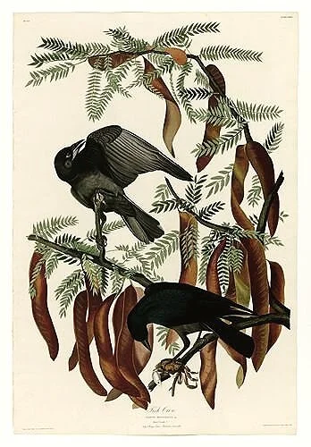 Fish%2BCrow-audubon-prints-museum-outlets.jpg