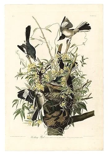 Mockingbird-audubon-prints-museum-outlets.jpg