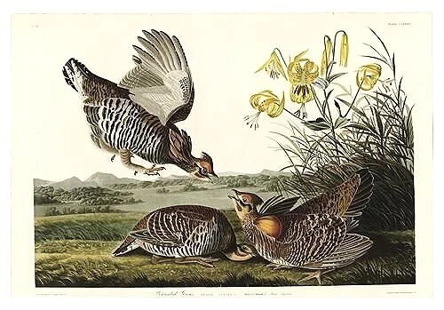 Pinnated-Grouse-audubon-prints-museum-outlets.jpg