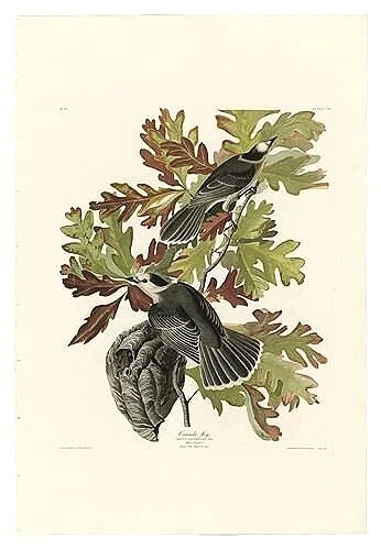 Canada Jay Antique Audubon Print