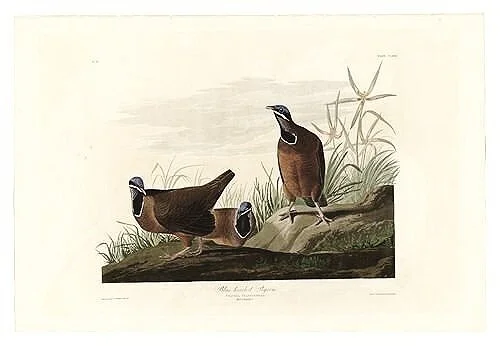 Blue-headed-Pigeon-audubon-prints-museum-outlets.jpg