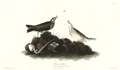 Brown-Titlark-audubon-prints-museum-outlets.jpg