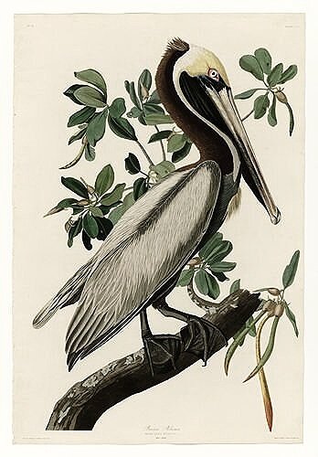 Brown-Pelican-audubon-prints-museum-outlets.jpg