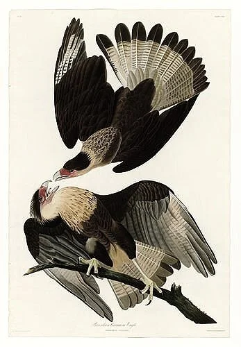 Brazilian-Caracara-Eagle-audubon-prints-museum-outlets.jpg