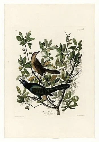 Boat-tailed-Grackle-audubon-prints-museum-outlets.jpg