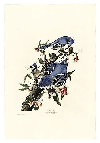 Blue-Jay-audubon-prints-museum-outlets.jpg