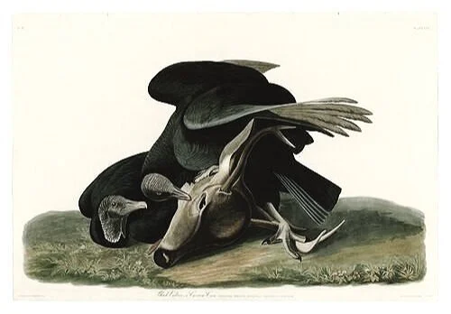 Black%252BVulture-audubon-prints-museum-outlets.jpg
