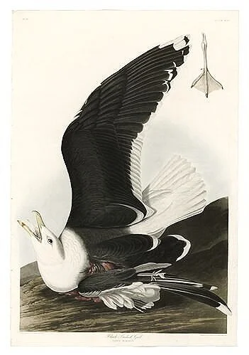 Black-Backed-Gull-audubon-prints-museum-outlets.jpg