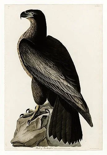 Bird-of-Washington-audubon-prints-museum-outlets.jpg