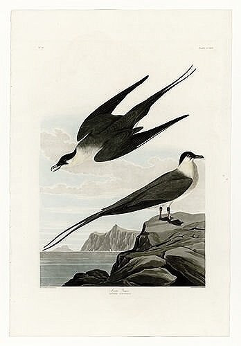 Arctic-Yager-audubon-prints-museum-outlets.jpg