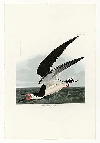 Black-Skimmer-audubon-prints-museum-outlets.jpg