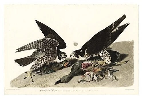 Great-footed-Hawk-audubon-prints-museum-outlets.jpg