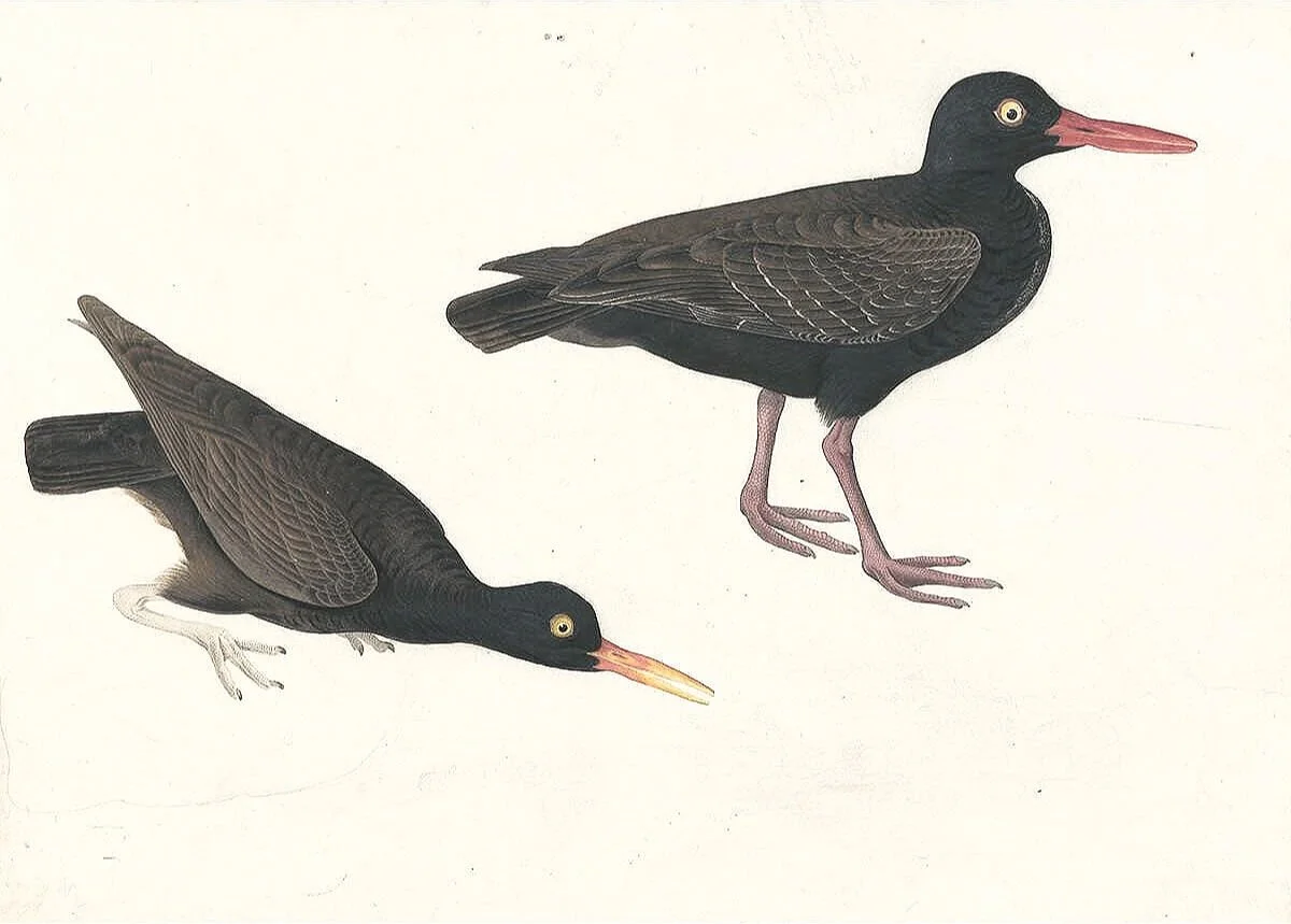 audubon-black-oyster-catcher-prints-museum-outlets.jpg