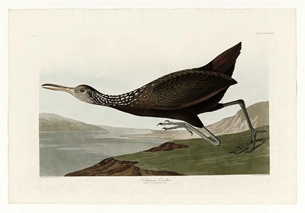 Audubon-print-Scolopaceus-Courlan-museum-outlets.jpg