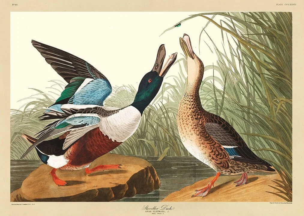 audubon-prints-Shoveller-Duck-museum-outlets.jpg