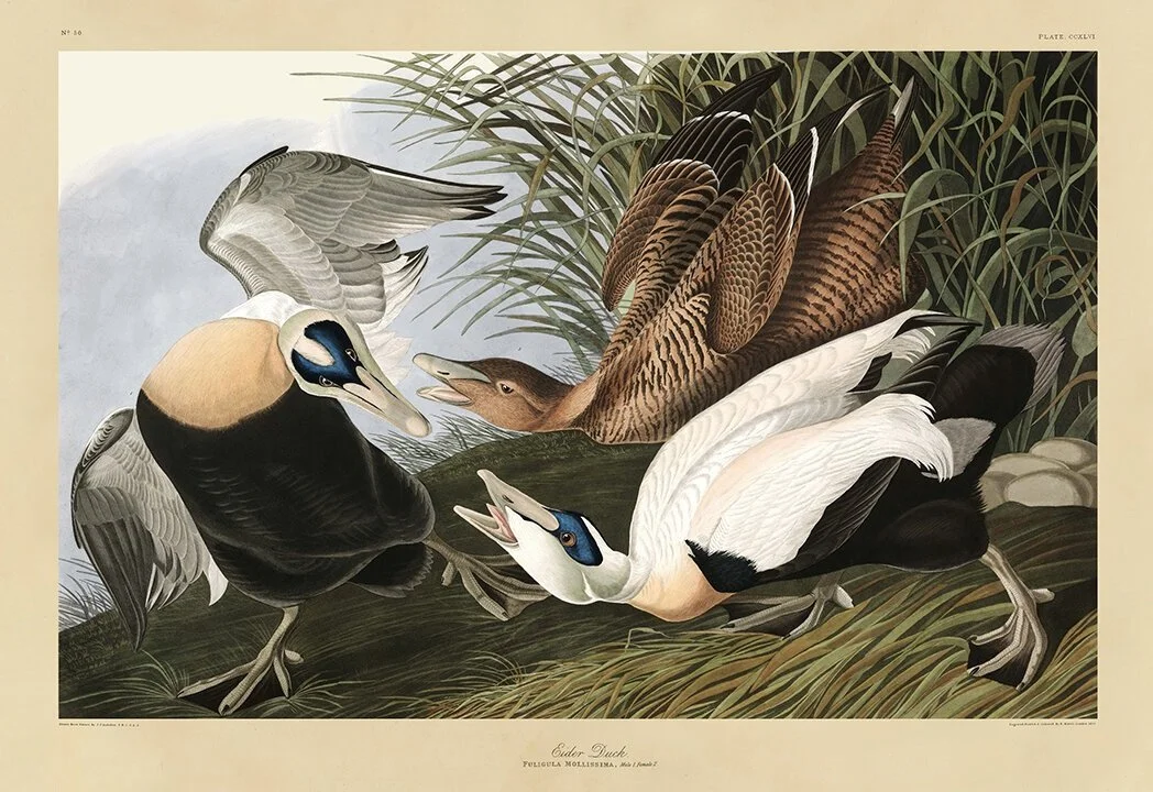 audubon-prints-Eider-duck-museum-outlets.jpg