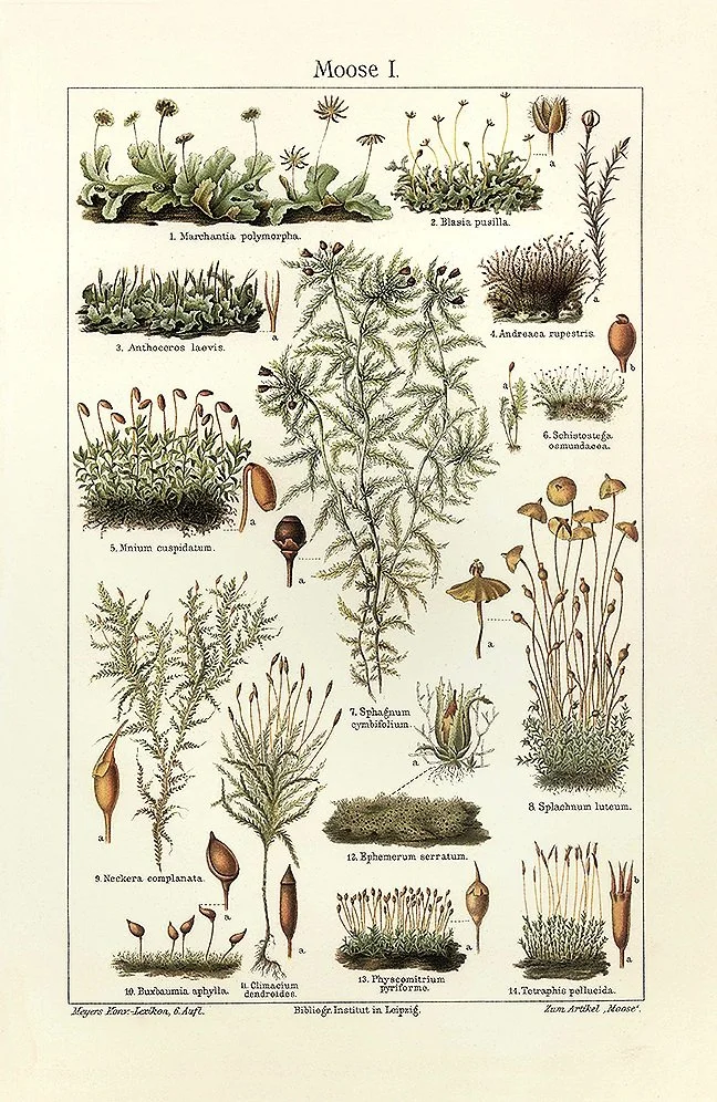 moss-antique-botanical-print-museum-outlets.jpg