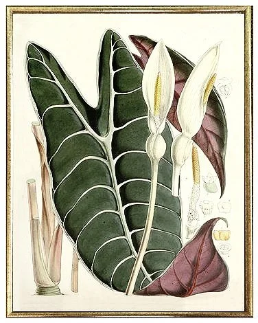 antique-botanical-prints-araceae-wall-art-museum-outlets.jpg