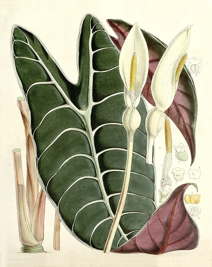 araceae-antique-botanical-print-museum-outlets.jpg